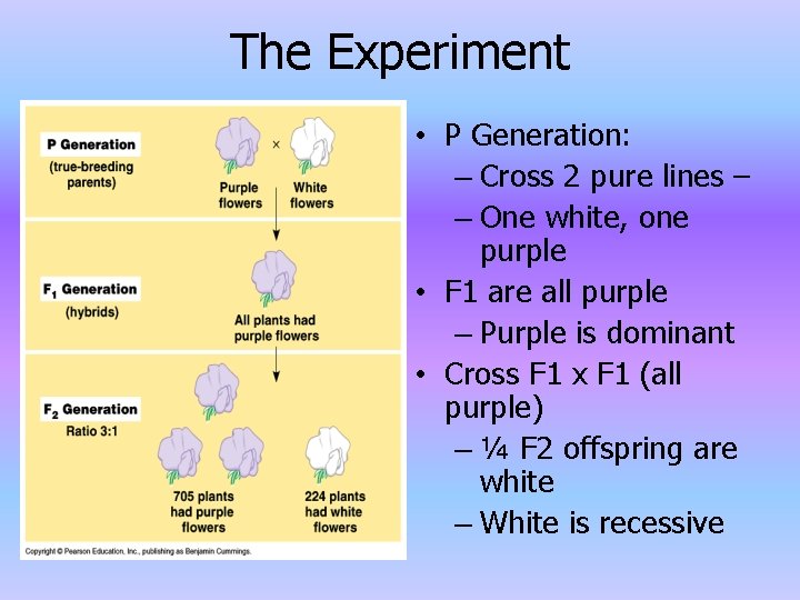 The Experiment • P Generation: – Cross 2 pure lines – – One white,