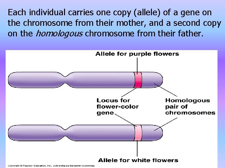 Each individual carries one copy (allele) of a gene on the chromosome from their