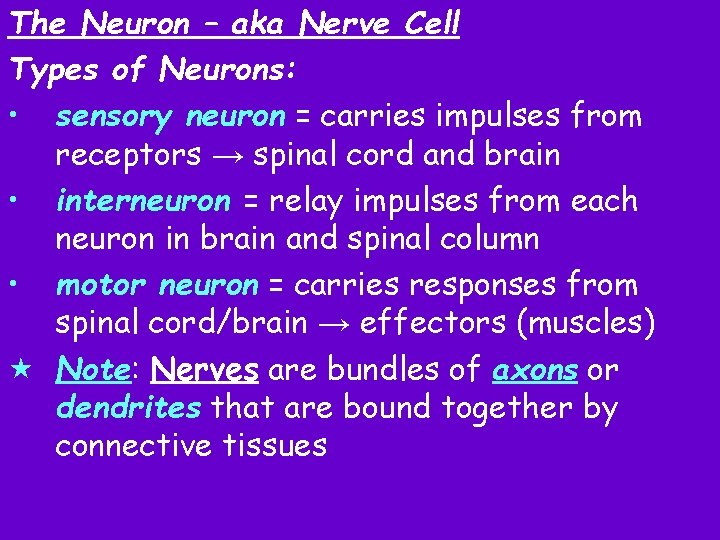 The Neuron – aka Nerve Cell Types of Neurons: • sensory neuron = carries