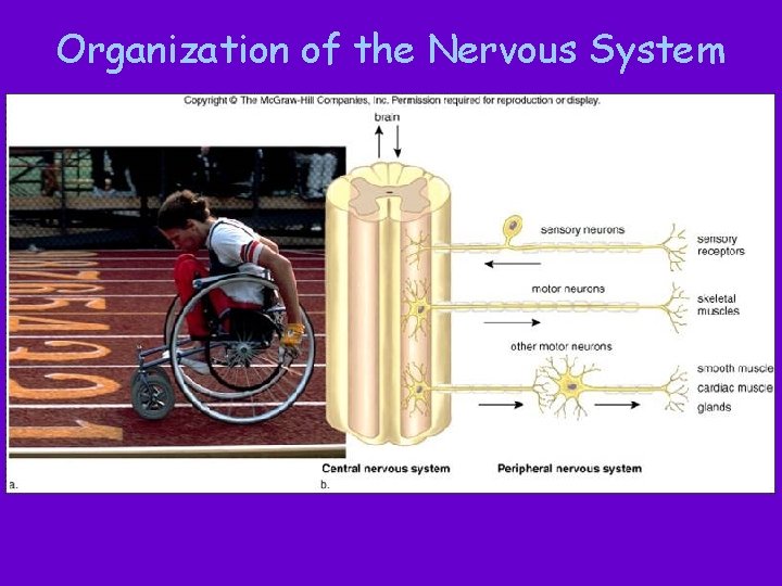 Organization of the Nervous System 