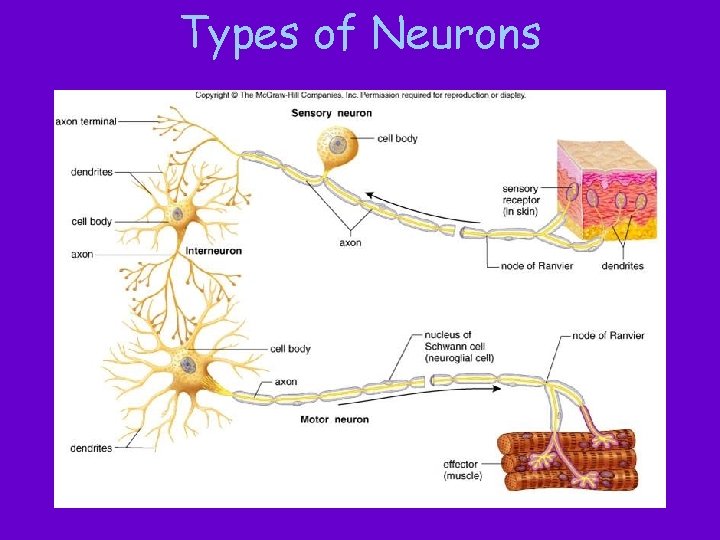 Types of Neurons 