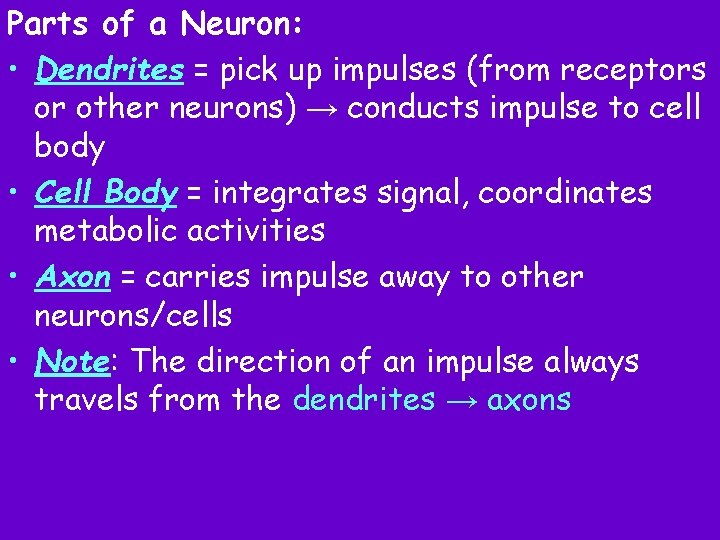 Parts of a Neuron: • Dendrites = pick up impulses (from receptors or other