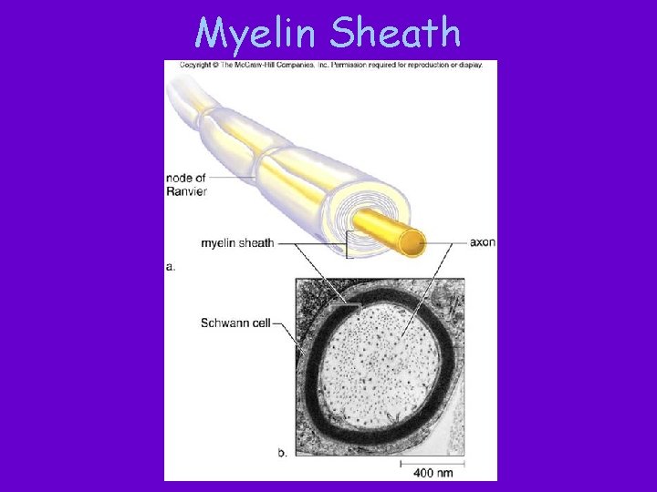 Myelin Sheath 