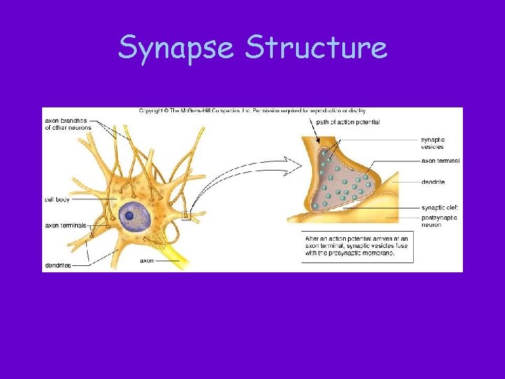 Synapse Structure 