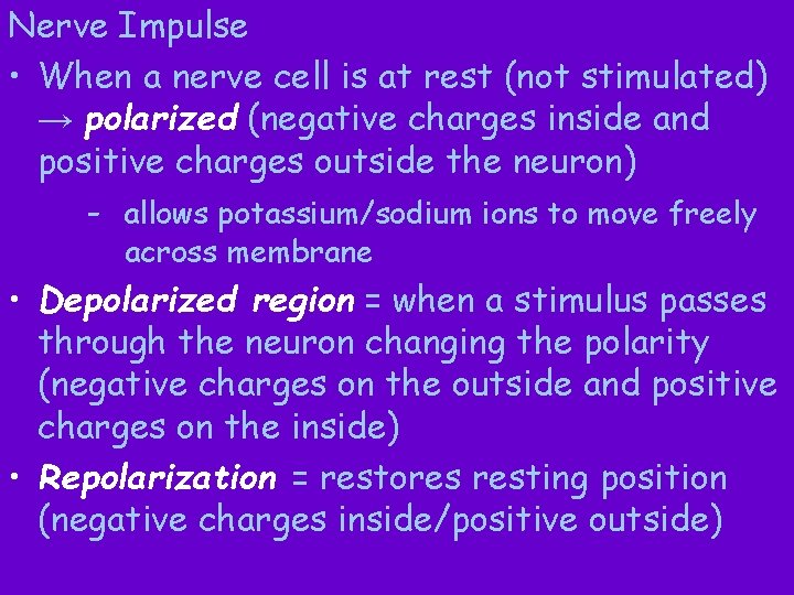 Nerve Impulse • When a nerve cell is at rest (not stimulated) → polarized