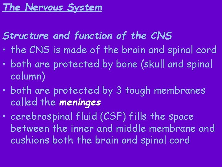 The Nervous System Structure and function of the CNS • the CNS is made