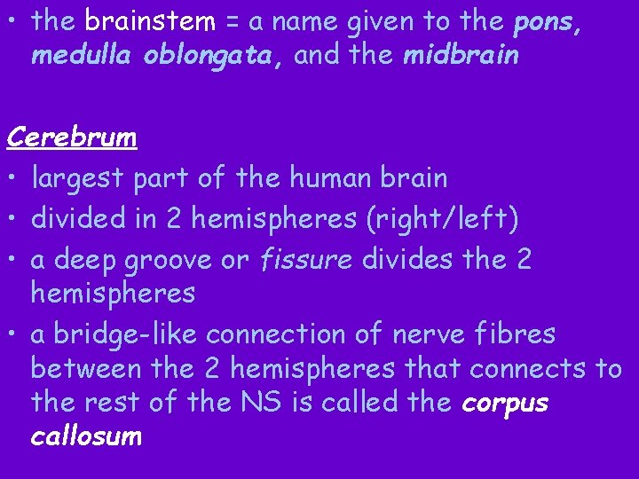  • the brainstem = a name given to the pons, medulla oblongata, and