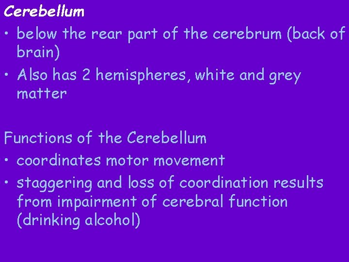 Cerebellum • below the rear part of the cerebrum (back of brain) • Also