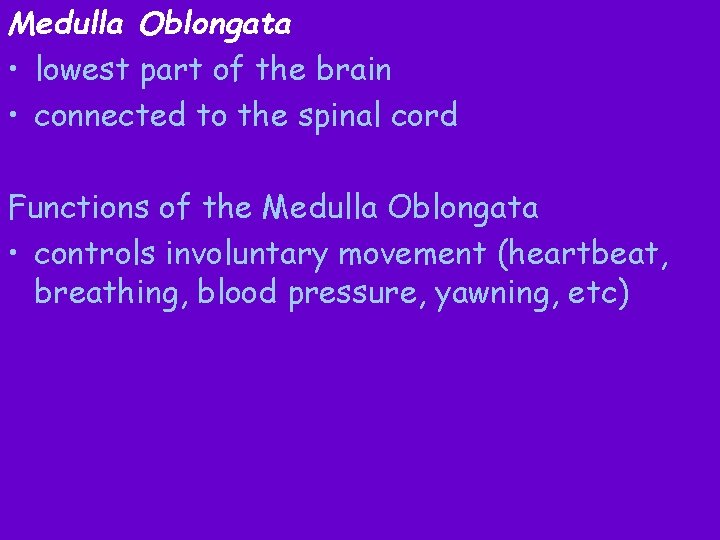 Medulla Oblongata • lowest part of the brain • connected to the spinal cord