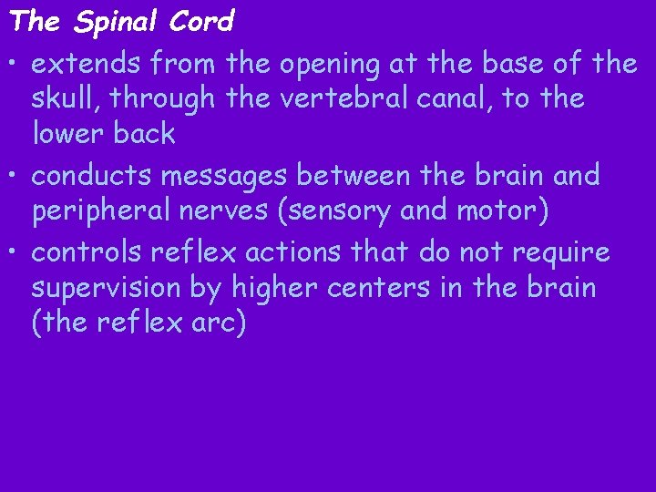 The Spinal Cord • extends from the opening at the base of the skull,