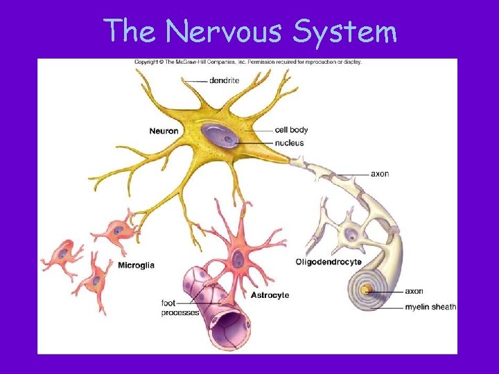 The Nervous System 