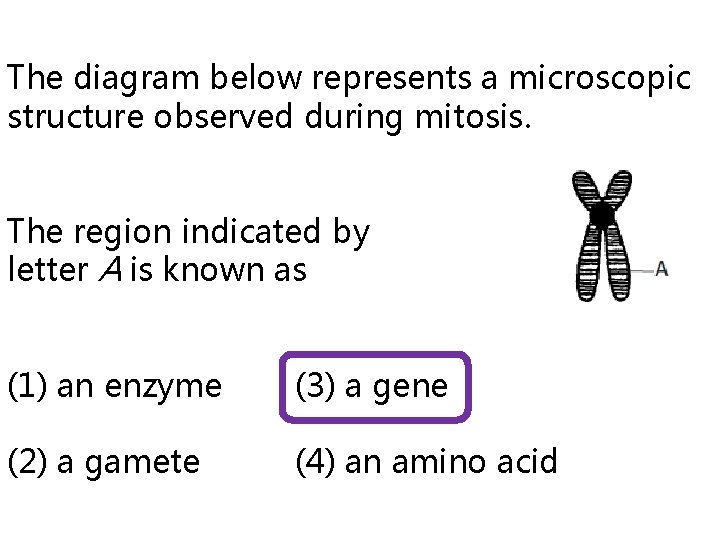 The diagram below represents a microscopic structure observed during mitosis. The region indicated by
