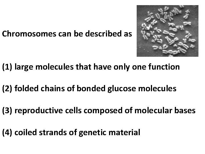 Chromosomes can be described as (1) large molecules that have only one function (2)