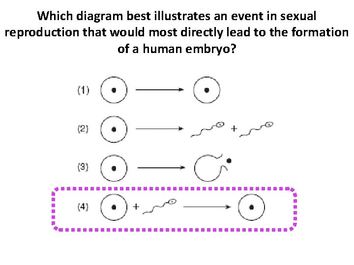 Which diagram best illustrates an event in sexual reproduction that would most directly lead