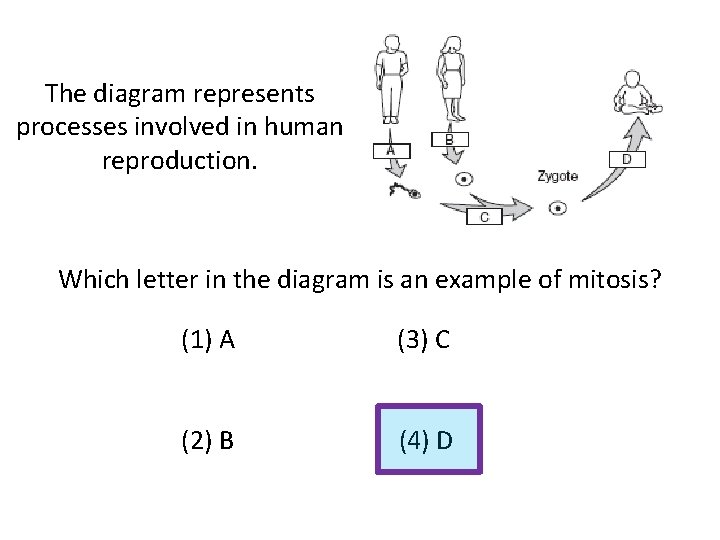 The diagram represents processes involved in human reproduction. Which letter in the diagram is