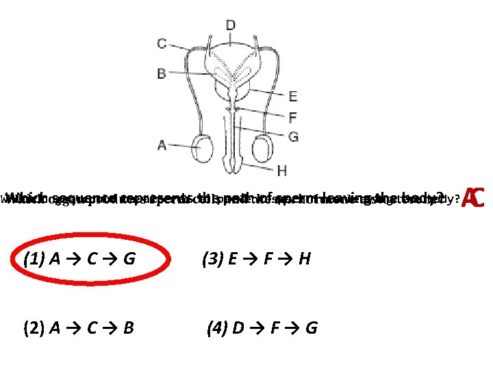 Which could be altered to prevent from leaving body? Whichorgan sequence represents the path