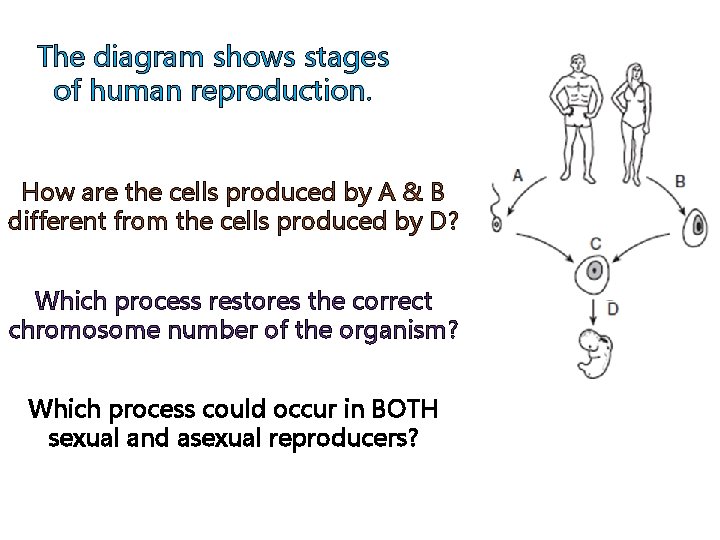 The diagram shows stages of human reproduction. How are the cells produced by A