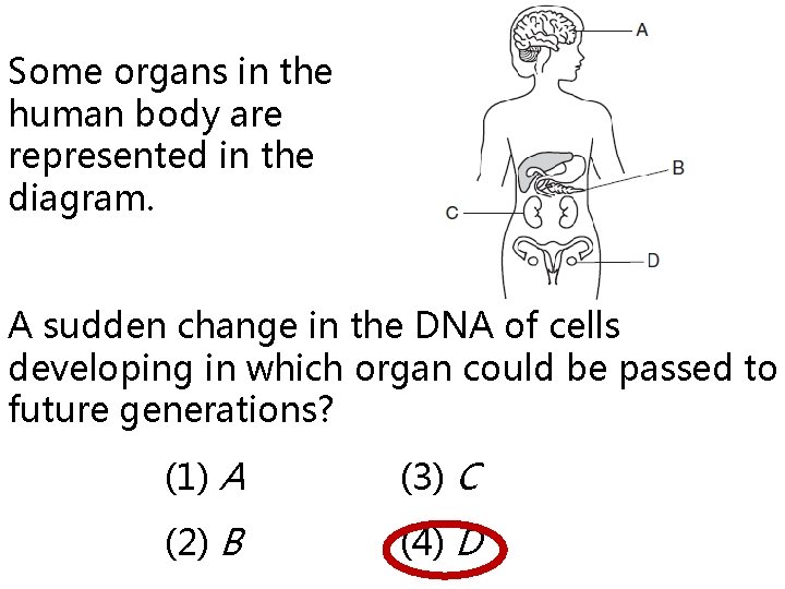 Some organs in the human body are represented in the diagram. A sudden change