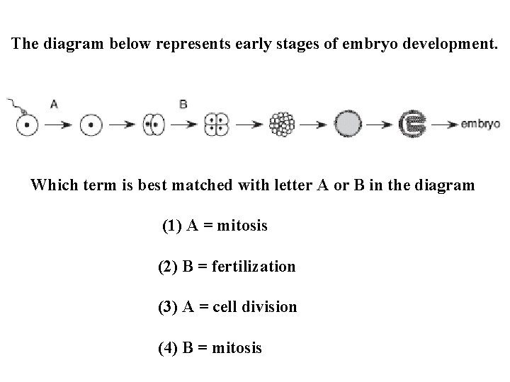 The diagram below represents early stages of embryo development. Which term is best matched
