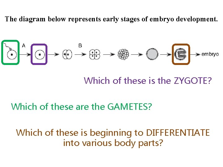 The diagram below represents early stages of embryo development. Which of these is the