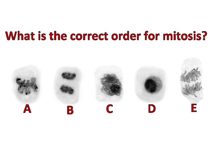 What is the correct order for mitosis? A B C D E 