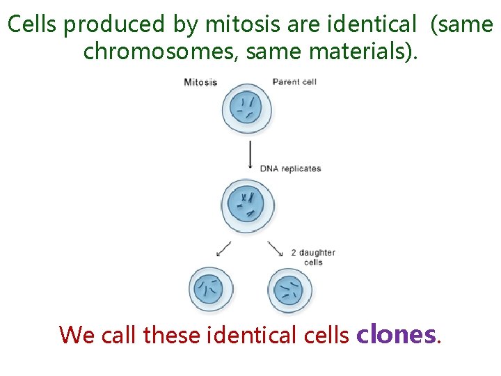 Cells produced by mitosis are identical (same chromosomes, same materials). We call these identical