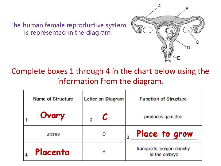 The human female reproductive system is represented in the diagram. Complete boxes 1 through