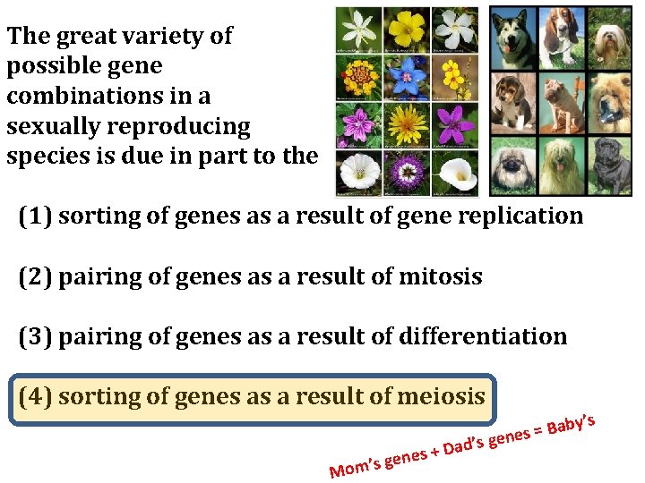 The great variety of possible gene combinations in a sexually reproducing species is due