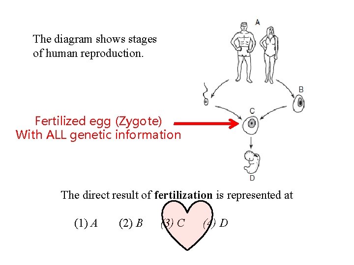 The diagram shows stages of human reproduction. Fertilized egg (Zygote) With ALL genetic information