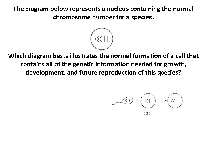 The diagram below represents a nucleus containing the normal chromosome number for a species.