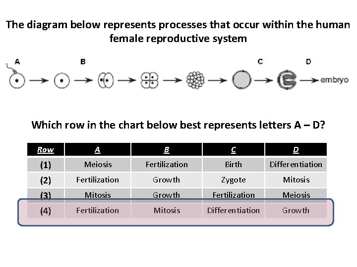 The diagram below represents processes that occur within the human female reproductive system Which