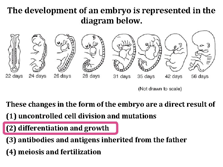The development of an embryo is represented in the diagram below. These changes in