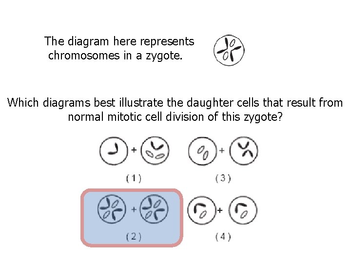 The diagram here represents chromosomes in a zygote. Which diagrams best illustrate the daughter