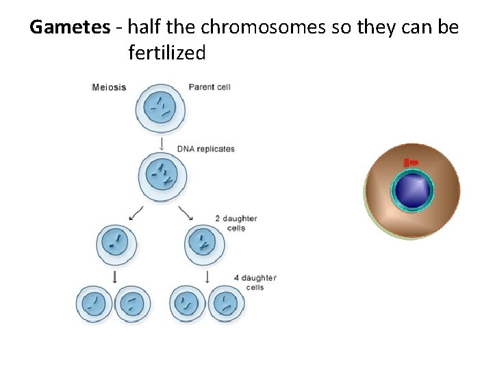 Gametes - half the chromosomes so they can be fertilized 