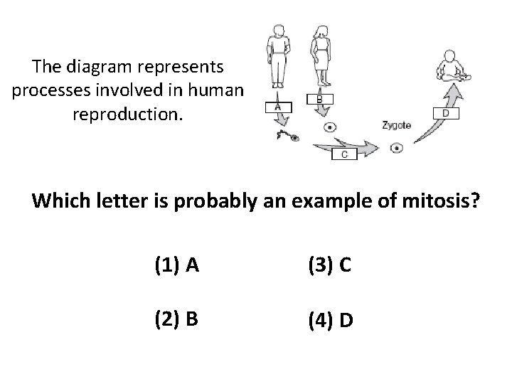 The diagram represents processes involved in human reproduction. Which letter is probably an example