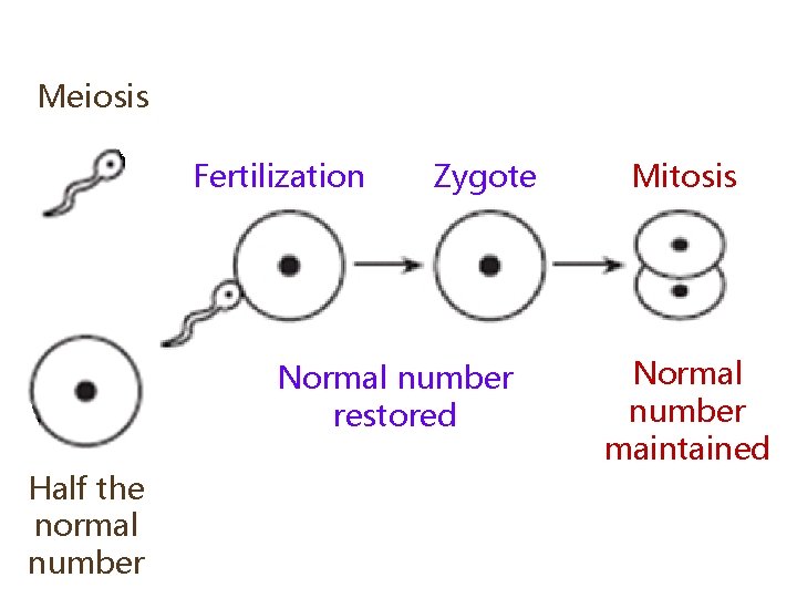 Meiosis Fertilization Zygote Normal number restored Half the normal number Mitosis Normal number maintained