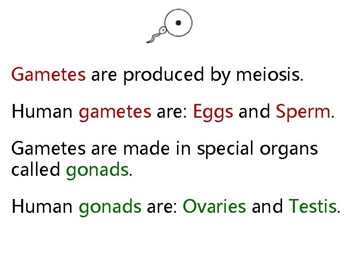 Gametes are produced by meiosis. Human gametes are: Eggs and Sperm. Gametes are made