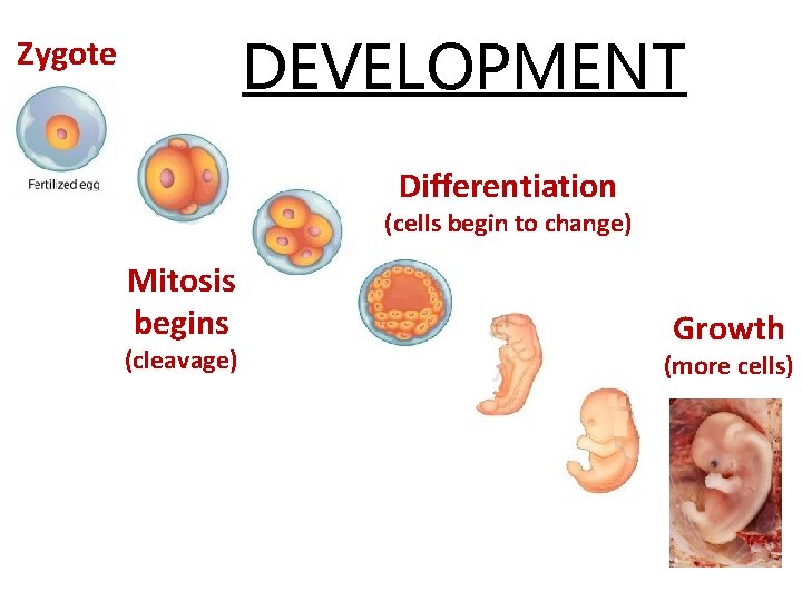 DEVELOPMENT Zygote Differentiation (cells begin to change) Mitosis begins (cleavage) Growth (more cells) 