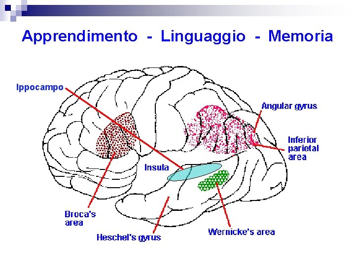 Apprendimento - Linguaggio - Memoria Ippocampo 