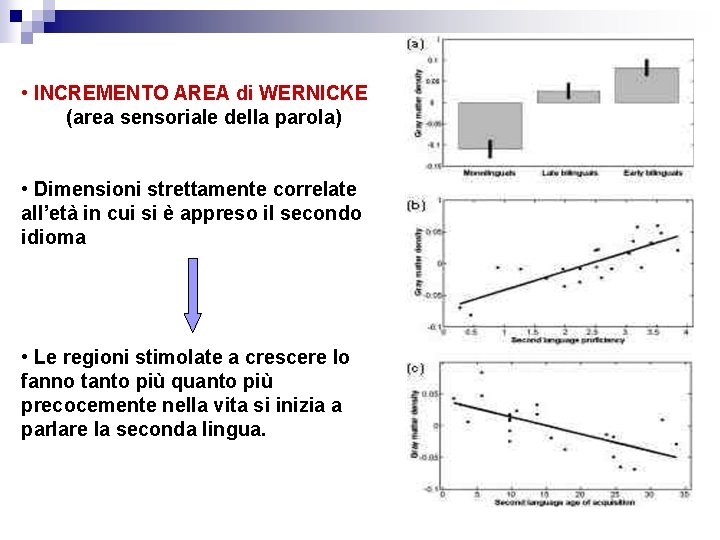  • INCREMENTO AREA di WERNICKE (area sensoriale della parola) • Dimensioni strettamente correlate