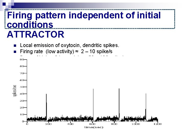 Firing pattern independent of initial conditions ATTRACTOR n n n Local emission of oxytocin,