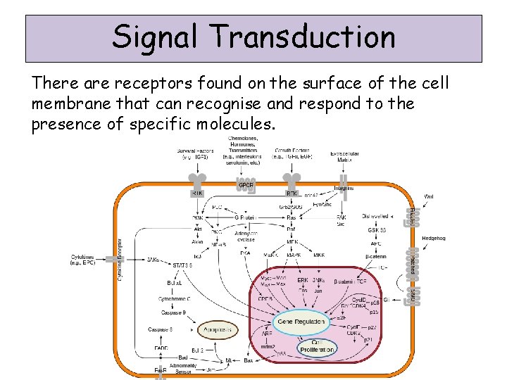 Signal Transduction There are receptors found on the surface of the cell membrane that