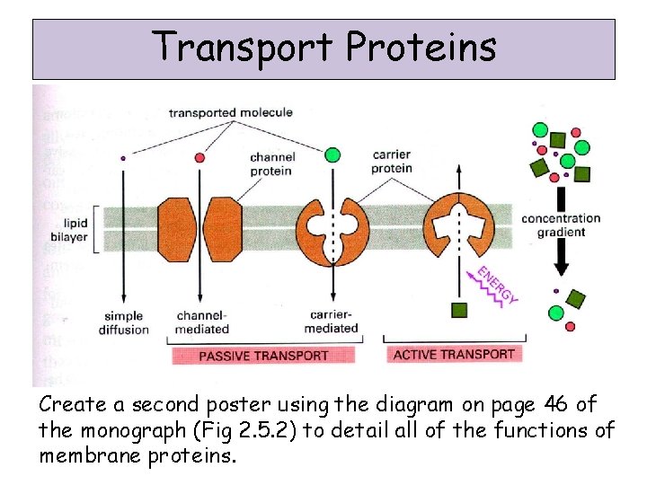 Transport Proteins Create a second poster using the diagram on page 46 of the