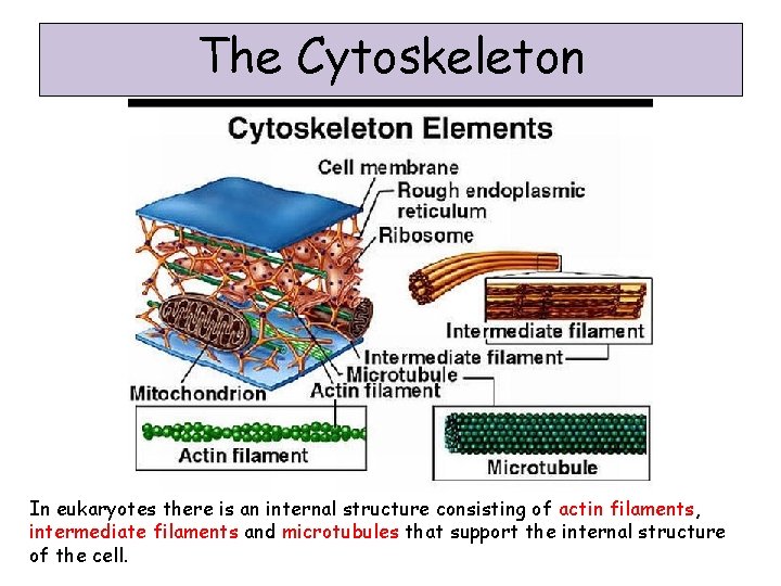 The Cytoskeleton In eukaryotes there is an internal structure consisting of actin filaments, intermediate