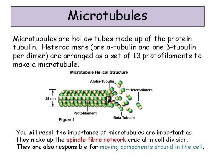 Microtubules are hollow tubes made up of the protein tubulin. Heterodimers (one α-tubulin and