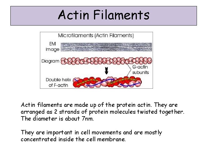 Actin Filaments Actin filaments are made up of the protein actin. They are arranged