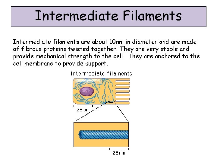 Intermediate Filaments Intermediate filaments are about 10 nm in diameter and are made of