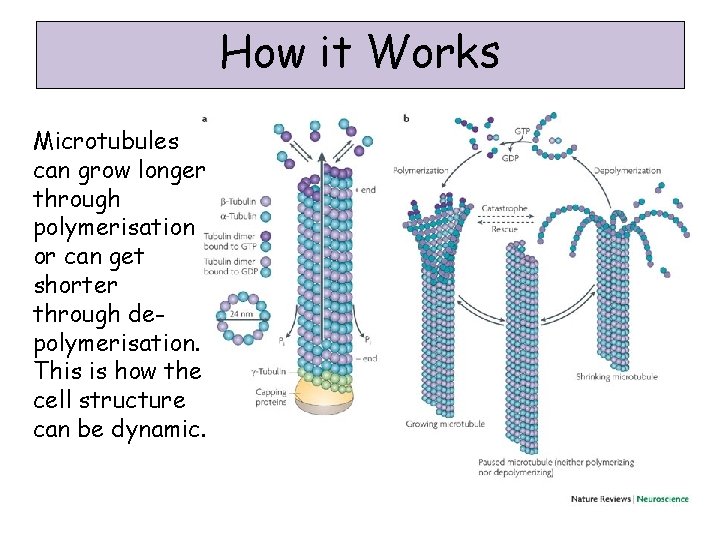How it Works Microtubules can grow longer through polymerisation or can get shorter through