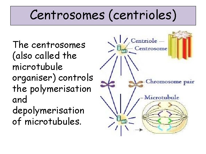 Centrosomes (centrioles) The centrosomes (also called the microtubule organiser) controls the polymerisation and depolymerisation