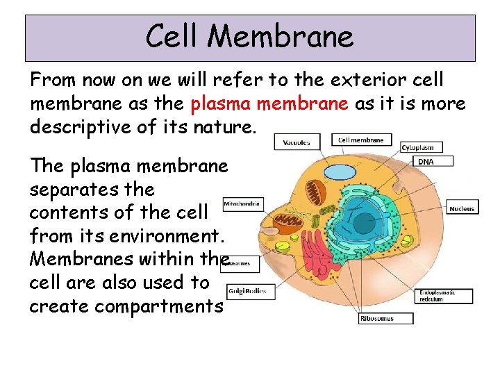 Cell Membrane From now on we will refer to the exterior cell membrane as
